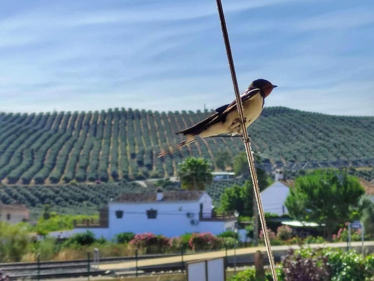 El Rancho Grande - Apartamento Alora Luaran gambar